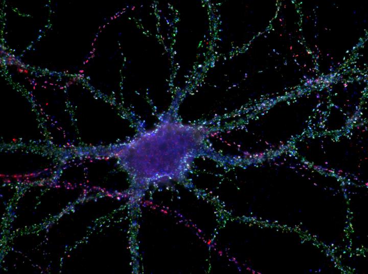 Marquage D’un Récepteur de Puits D’endocytose