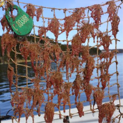 Untreated Fishing Net with Accumulation
