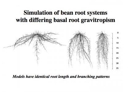 Roots