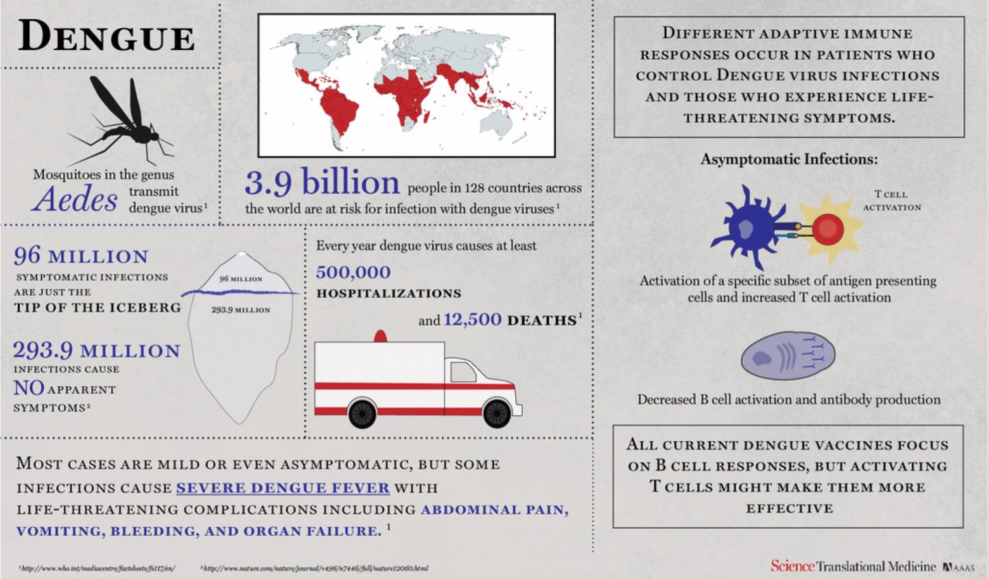 T Cell Responses May Help Dodge Dengue Virus Symptoms During Infection