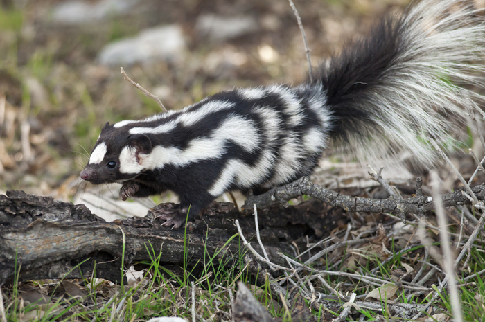 Spotted skunk