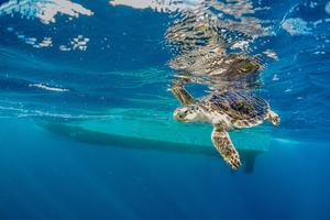 Kemp’s ridley sea turtles are among the most endangered sea turtles on the planet
