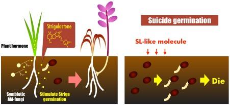 Suicide Germination of Striga