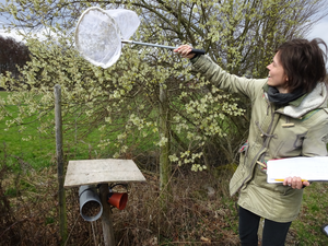 Sweep netting wild bees