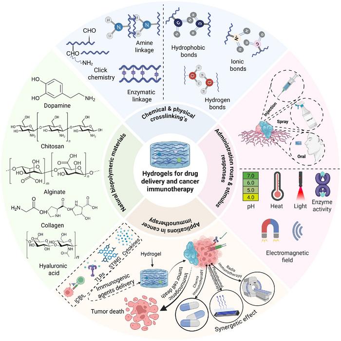 THE FIGURE ILLUSTRATES APPLICATION OF NATURAL BIOPOLYMER HYDROGELS AS A VERSATILE PLATFORM FOR ADVANCED DRUG DELIVERY AND CANCER IMMUNOTHERAPY.