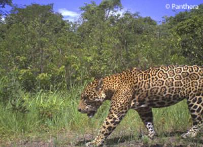 Jaguar in Guyana