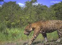 Jaguar in Guyana