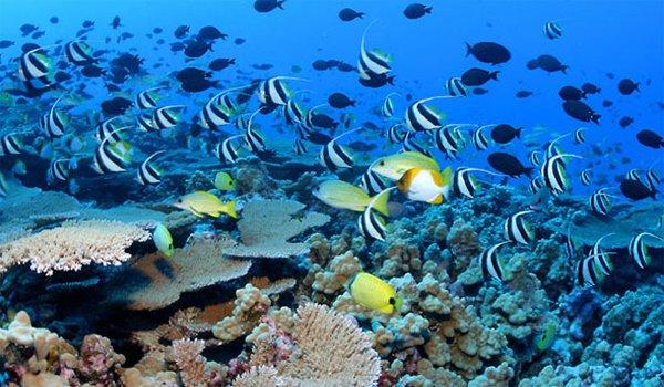 Fishes and Coral Reef in Northwestern Hawaiian Islands (1 of 2)