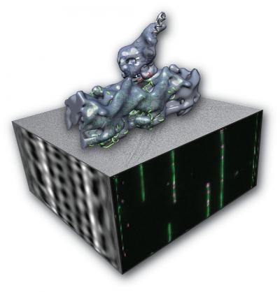 Dynein: Motoring Along (4 of 5)