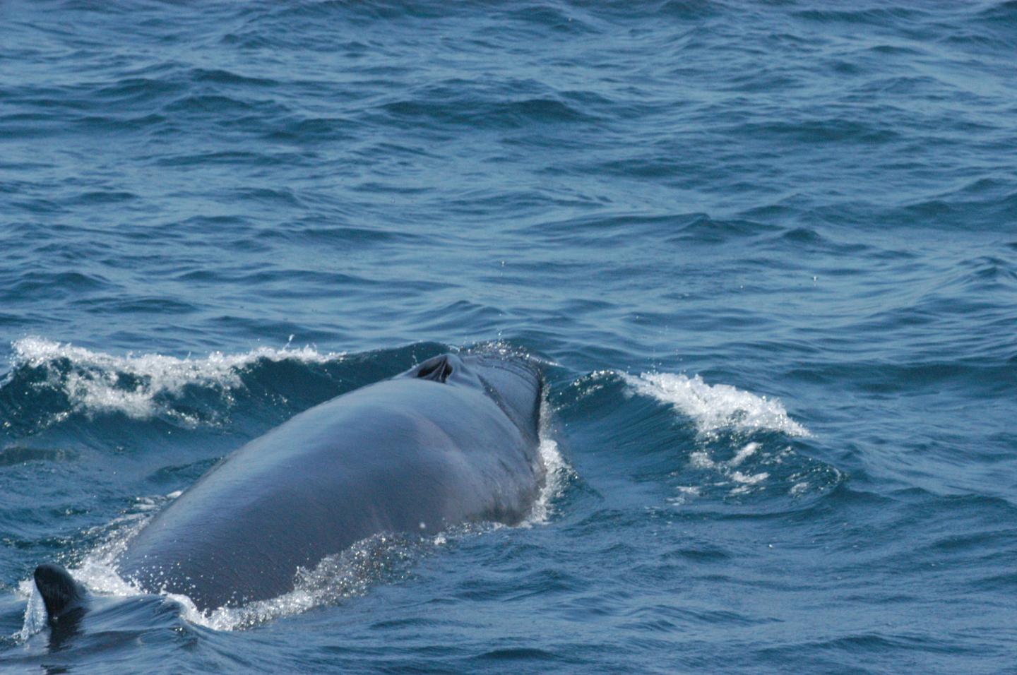 Sei Whale