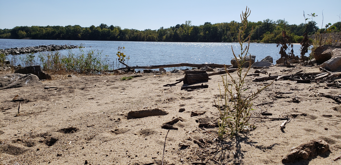 Waterhemp in natural habitat