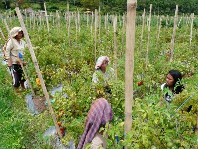 Women in Tomato Garden