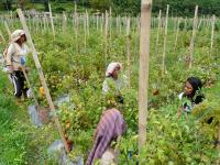 Women in Tomato Garden