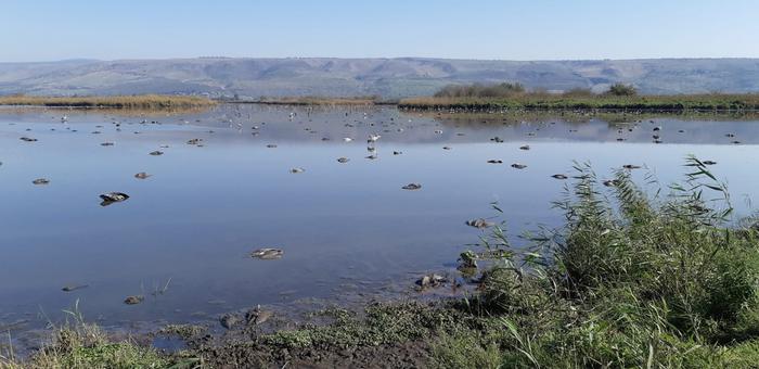Avian influenza outbreak, Hula Lake