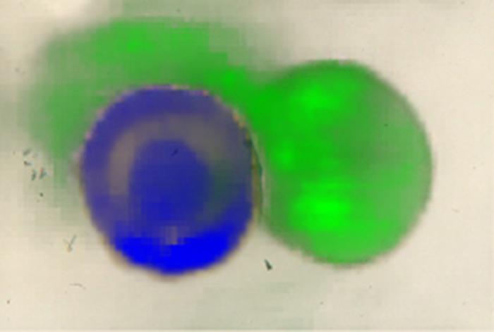 Mass spectrometry imaging (MALDI).
