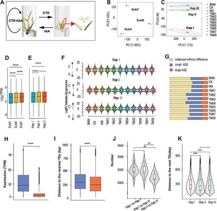 Patterns of subgenome and allelic gene expression.