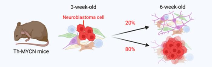 Spontaneous regression-like phenomenon in Th-MYCN mice