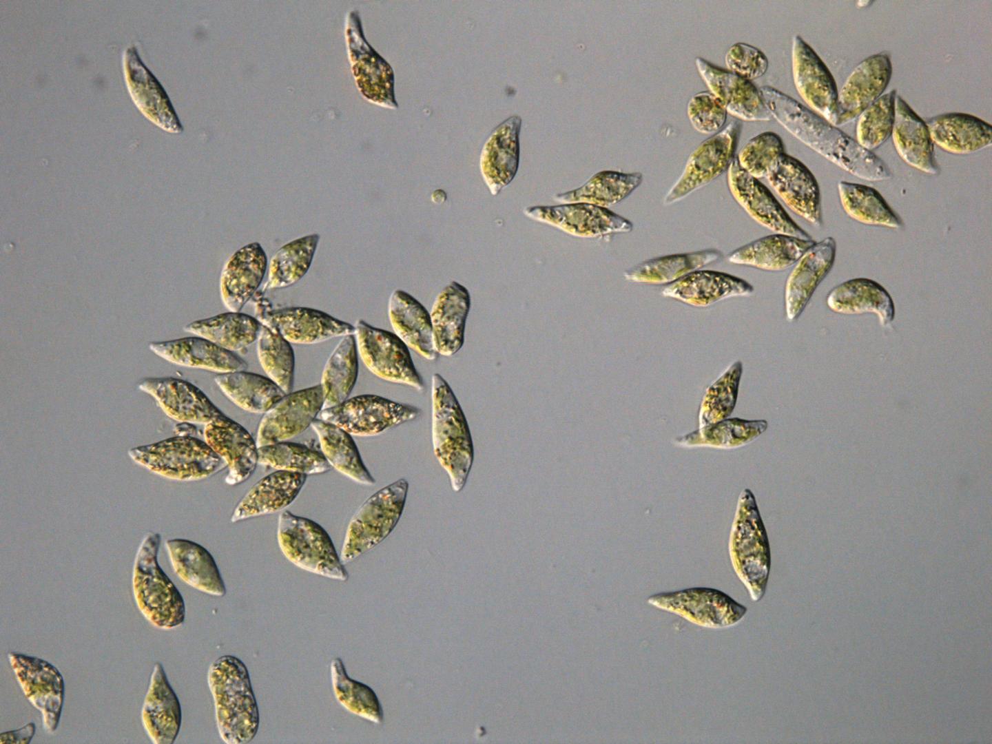 <i>Euglena gracilis</i>