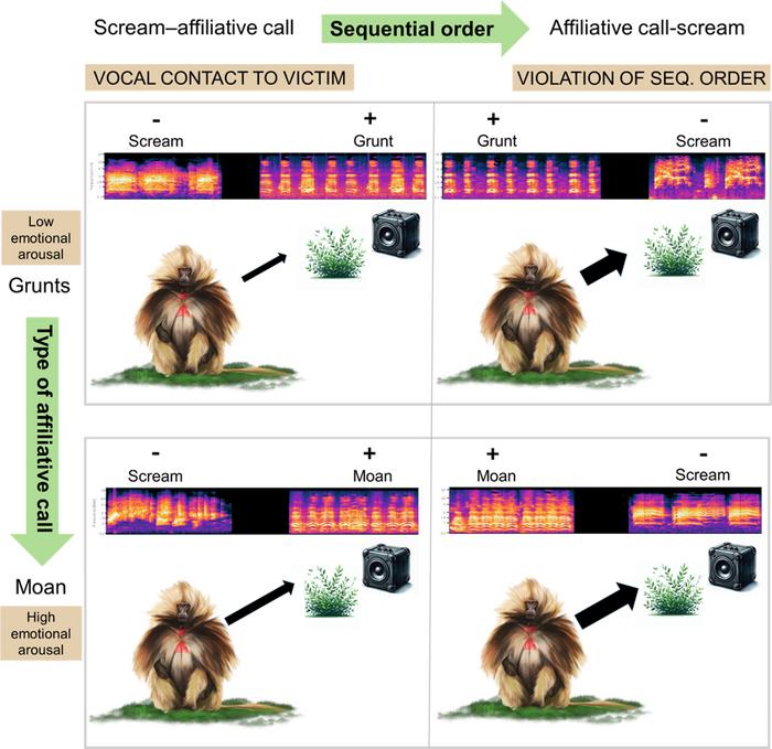 Wild gelada monkeys detect emotional and prosocial cues in vocal exchanges during aggression