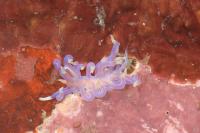 <i>Phyllodesmium karenae</i>