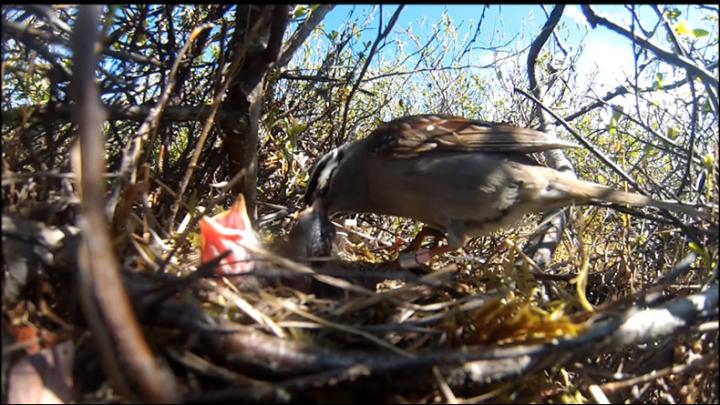 White-Crowned Sparrow Parent