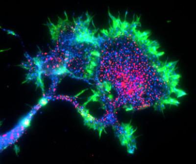 PirB Expression