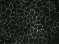Epithelial Cell Duplication and Migration
