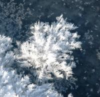 Frost Flower