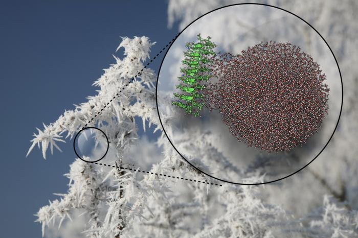 Ice-nucleating proteins order and freeze water at temperatures that would normally not allow ice formation