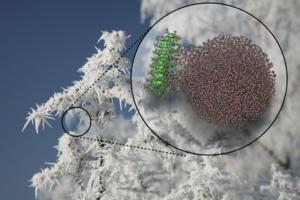 Ice-nucleating proteins order and freeze water at temperatures that would normally not allow ice formation