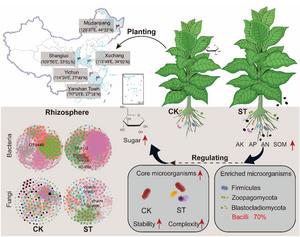 Long-term peanut shell biochar application improves soil fertility and bacterial network stability across tobacco-growing regions in China