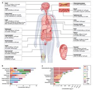 Micro- and Nanoplastics in the Human Body