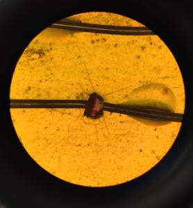 •	A crystal of the newly discovered piezoelectric material viewed under a microscope