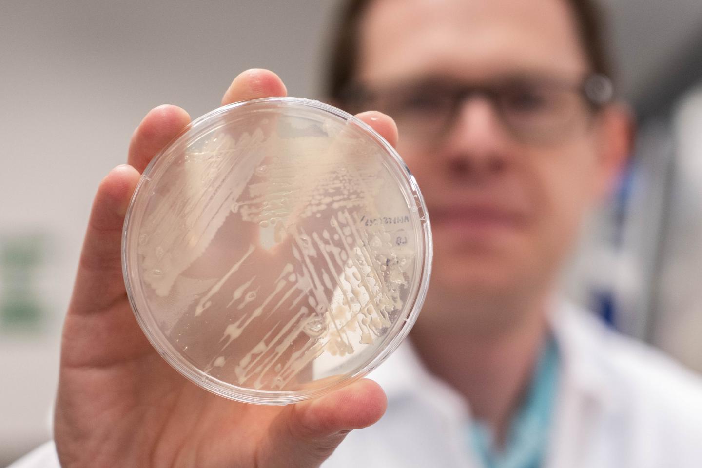 Strain of E. coli K-12 Engineered for Isoprenoid Production