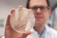 Strain of E. coli K-12 Engineered for Isoprenoid Production