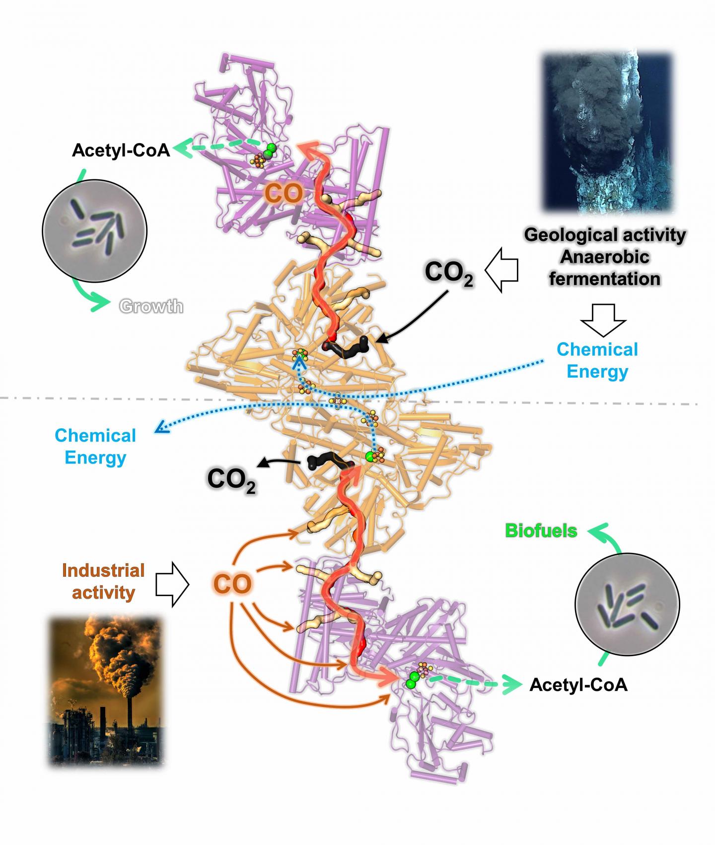 Bidirectionality of the CODH/ACS complex