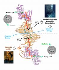 Bidirectionality of the CODH/ACS complex