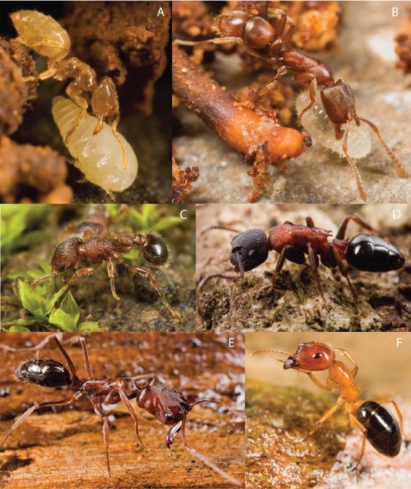 Ants found in Fiji