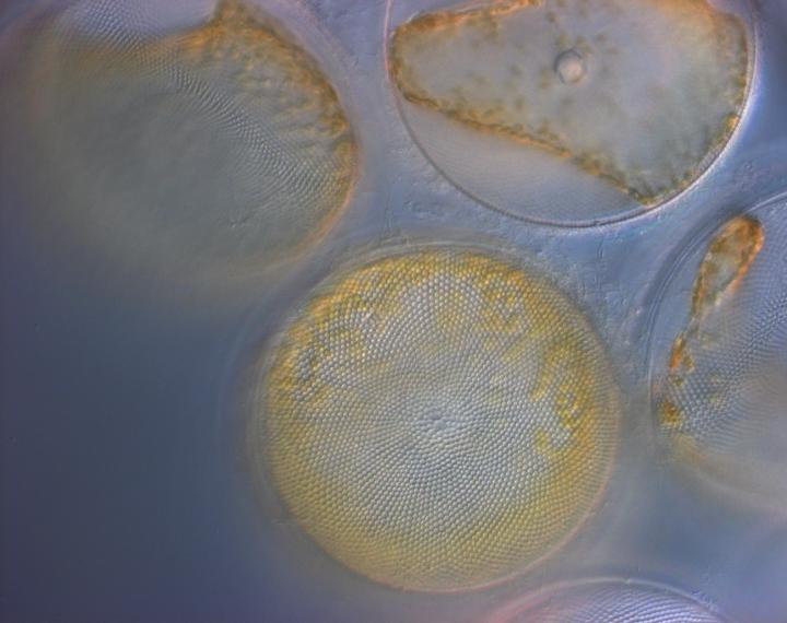 Phytoplankton
