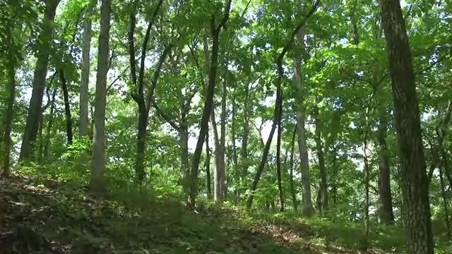 Global Forest Network Cracks the Case of Biodiversity