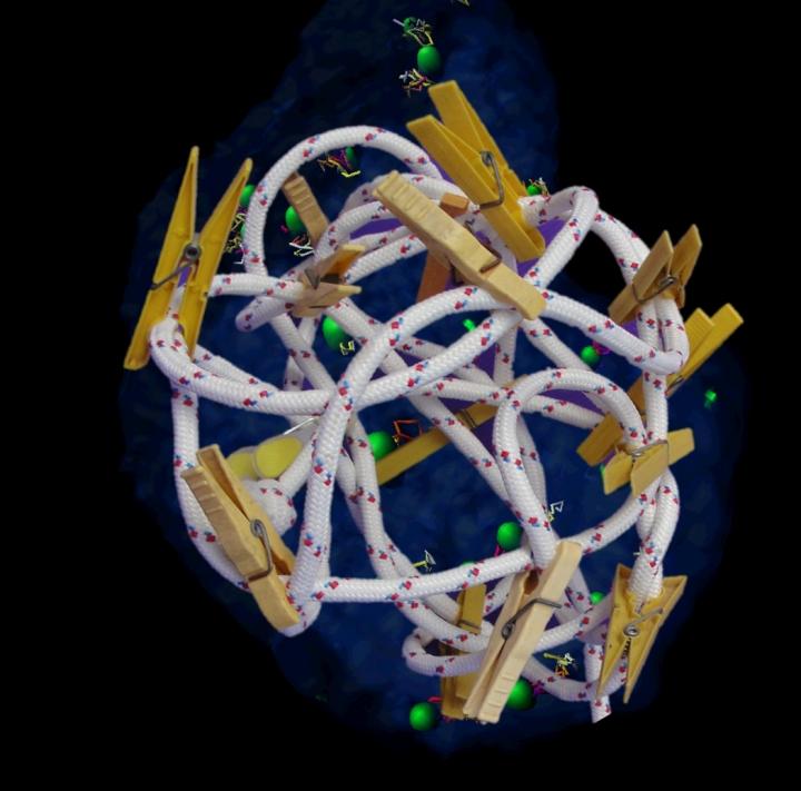 Model Genome in Nucleus