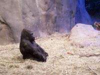 Gorilla at Woodland Park Zoo, Seattle