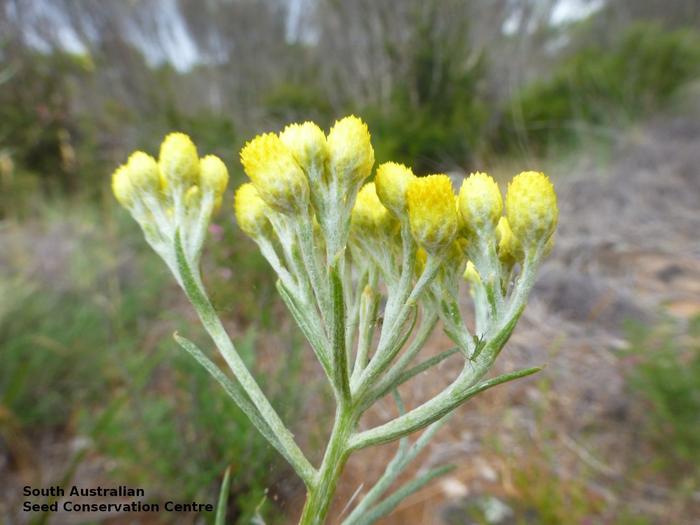 Hidden botanical treasures in war-torn Kyiv need global support