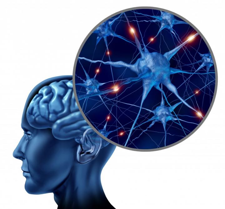 Modular Brains 
