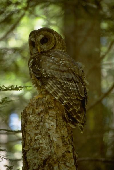 Northern Spotted Owl