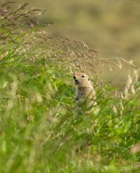 Arctic Ground Squirrels Were the Major Seed Eaters in the Yukon
