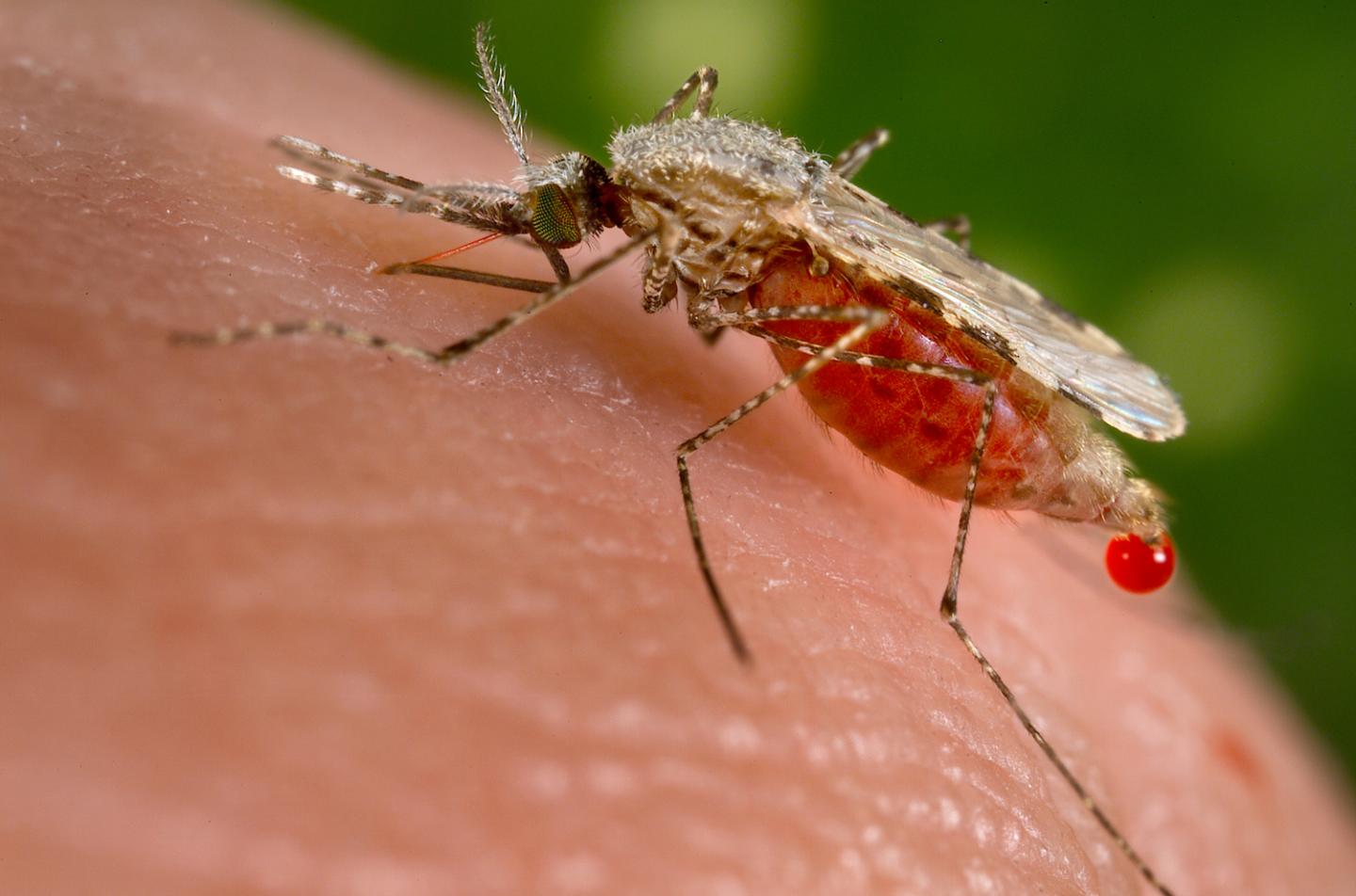 Anopheles Stephensi Mosquito
