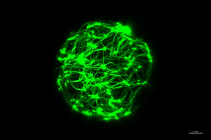 Cellular Mechanics