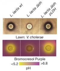 A New Vaccine and Probiotic Combat Cholera in Animal Models (2 of 2)