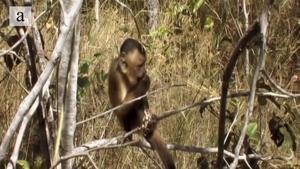 Small vertebrate consumption by capuchin monkeys (Sapajus libidinosus): Insights into the human predatory pattern
